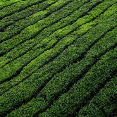 Tea Field 1